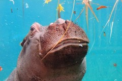 16-zooparc-de-Beauval